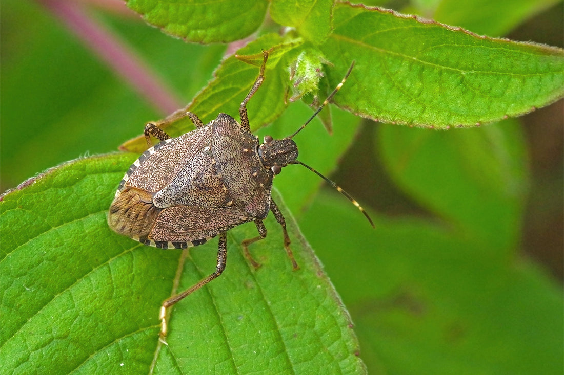 What Do Stink Bugs Eat?