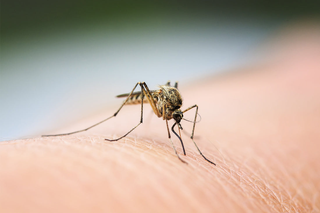 How To Treat Mosquito Bites Efficiently