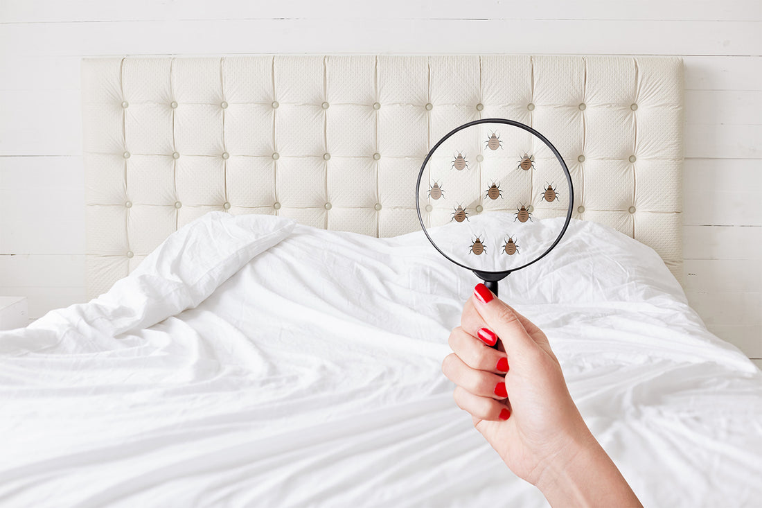 7 Early Signs of Bed Bugs To Be Aware Of