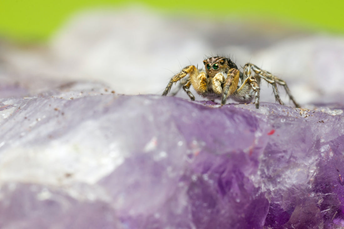 What Essential Oils Repel Spiders?