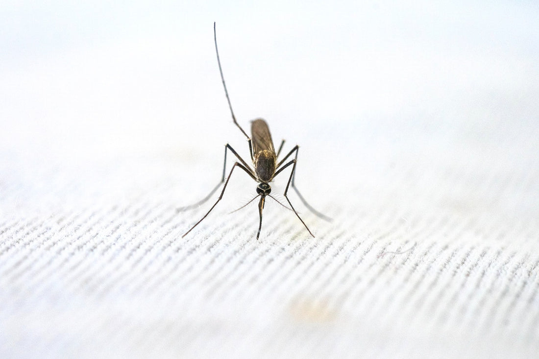 The Florida Mosquito Season Explained