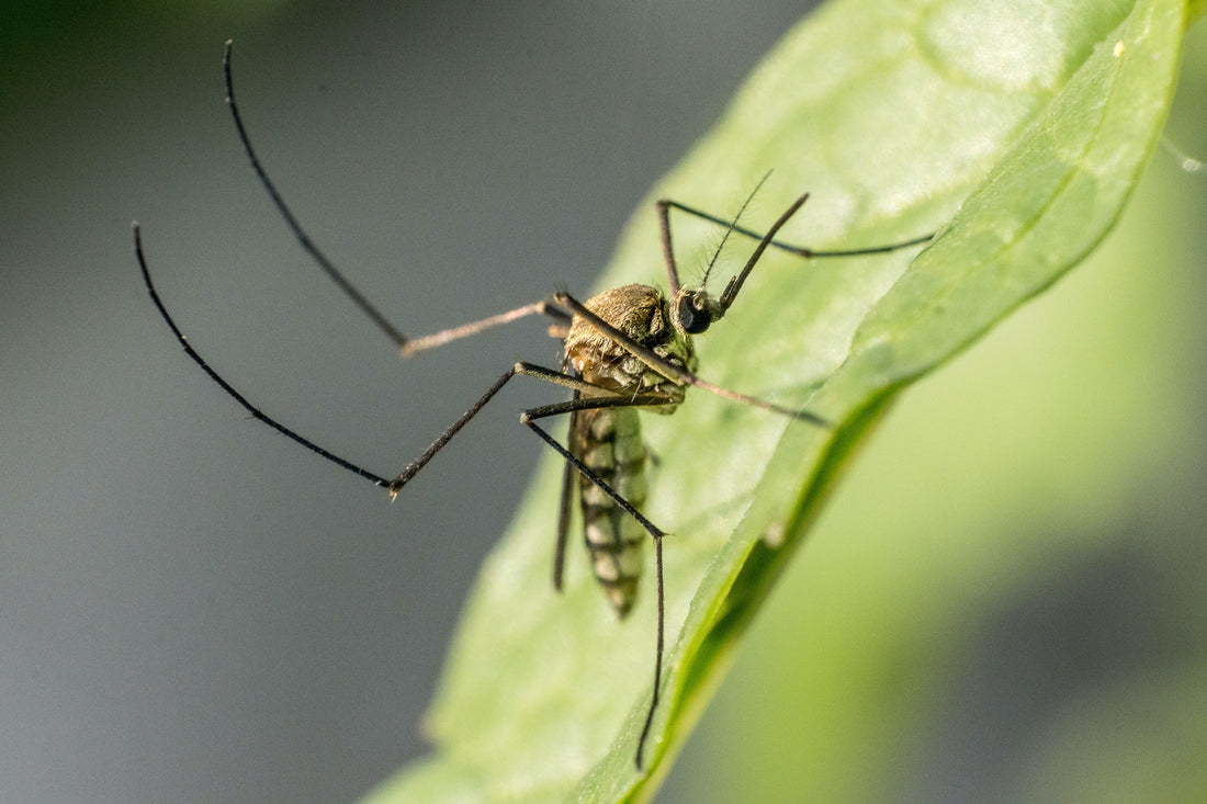 7 Ways To Prevent Mosquitos