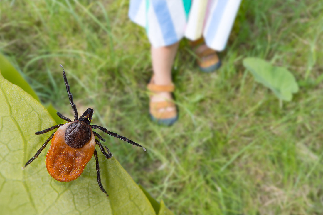Everything To Know About Tick Bites on Kids
